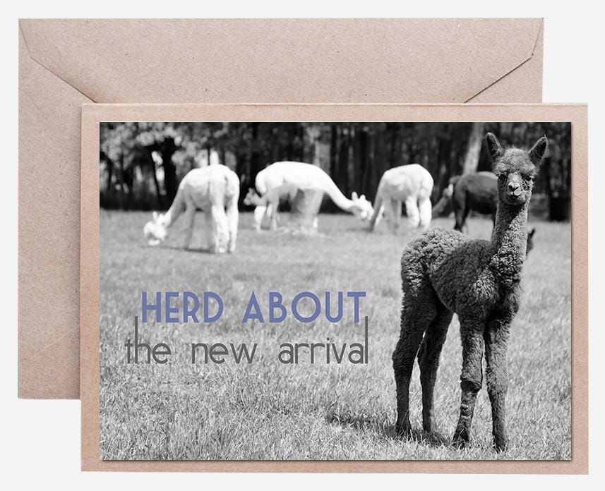 Alpaca Greeting Card - Herd About the New Arrival Purely Alpaca
