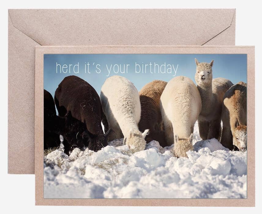 Alpaca Greeting Card - Herd It's Your Birthday Purely Alpaca