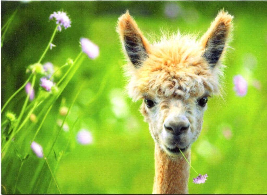 Avanti Alpaca Greeting Card - Meadow Purely Alpaca