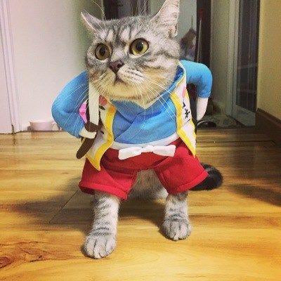 Funny Pets Costum ViralGalleria.com