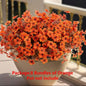 EcoBloom Outdoor Flower Set