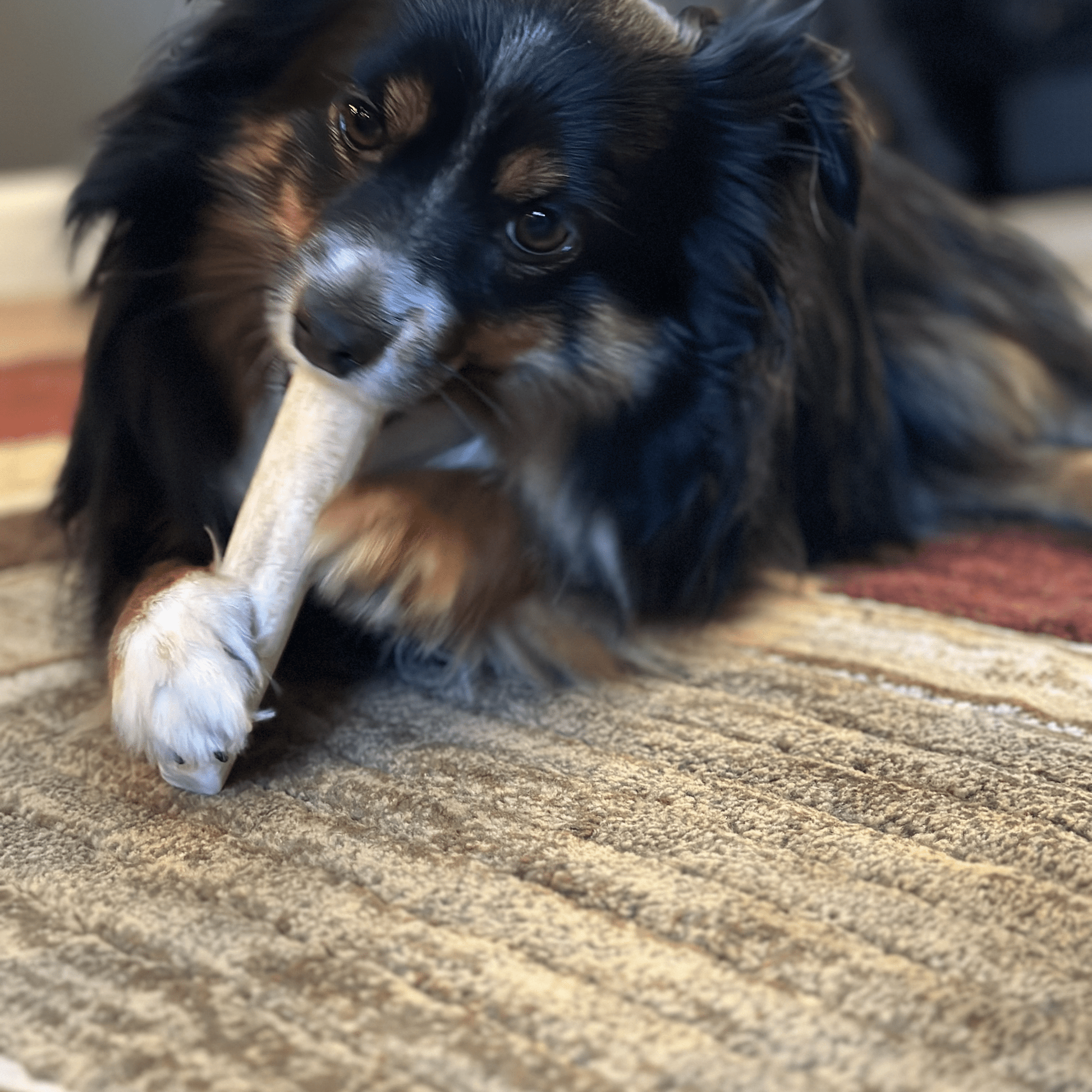 Elk Antler Dog Chews | All-Natural Whole and Split Elk Antler Chews for Dogs Farm To Pet