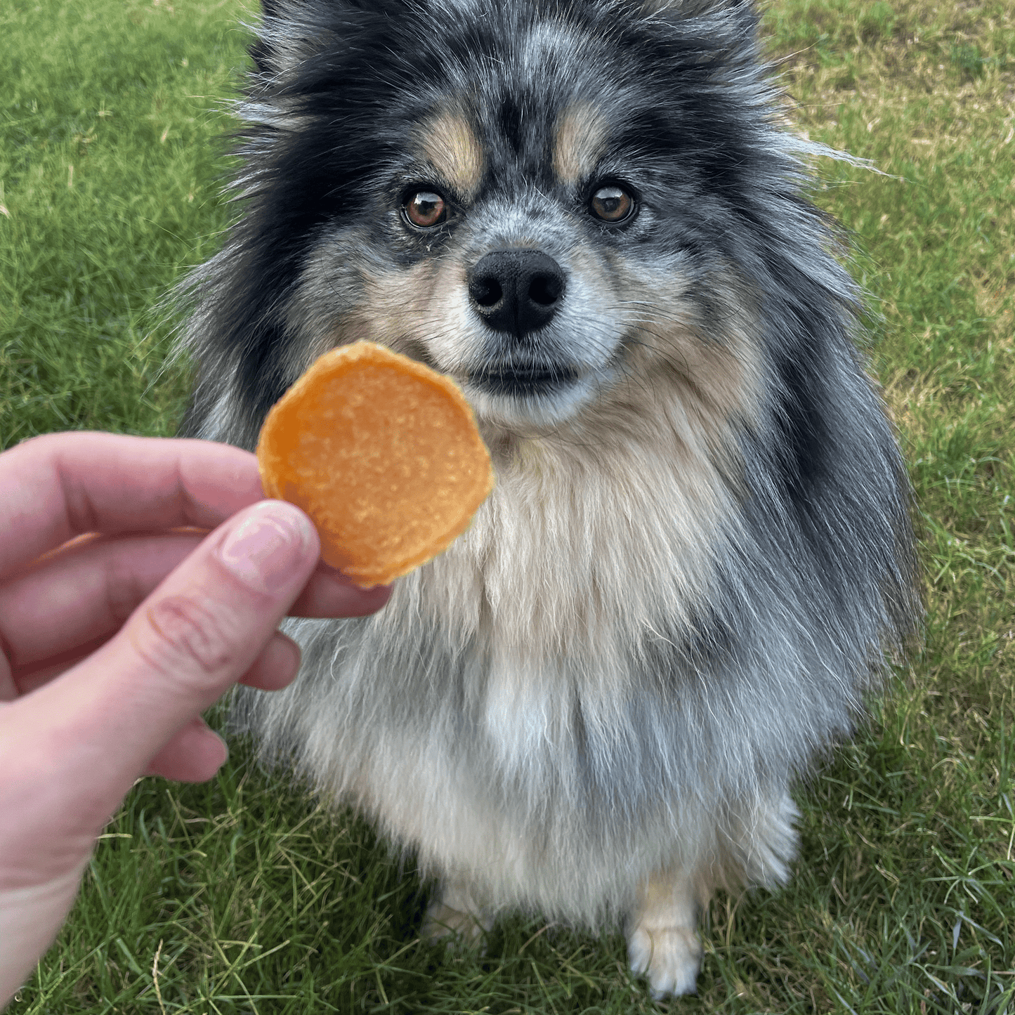 Chicago Chicken Chips for Dogs | Dog Treats To Celebrate Our Hometown Farm To Pet