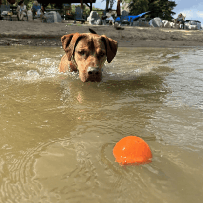 Dog Fetch Balls Farm To Pet