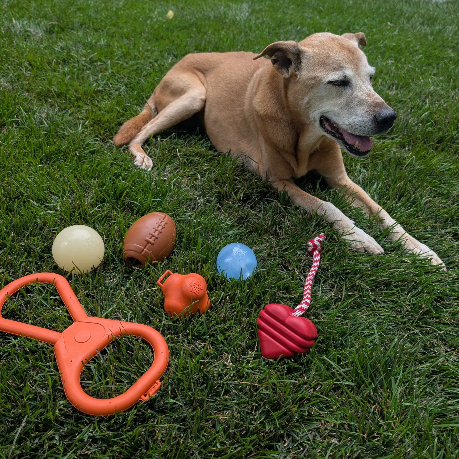 Chew Toys Farm To Pet