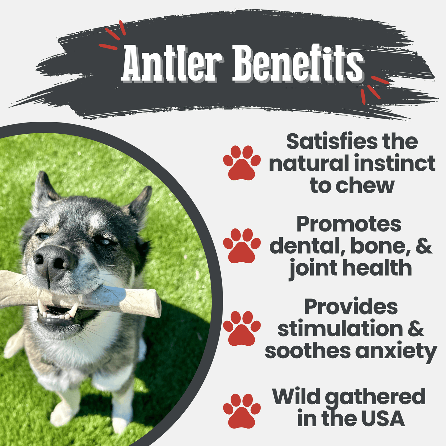 Reindeer Antler Dog Chews | Organic Chews for Dogs Farm To Pet