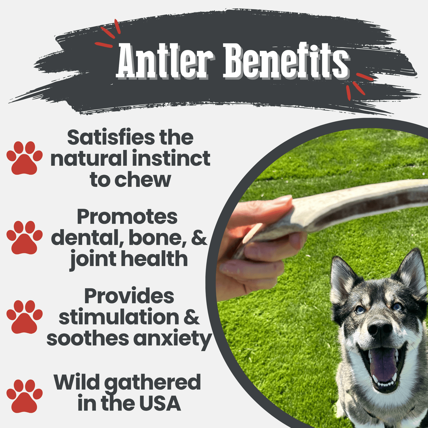 Reindeer Antler Dog Chews | Organic Chews for Dogs Farm To Pet
