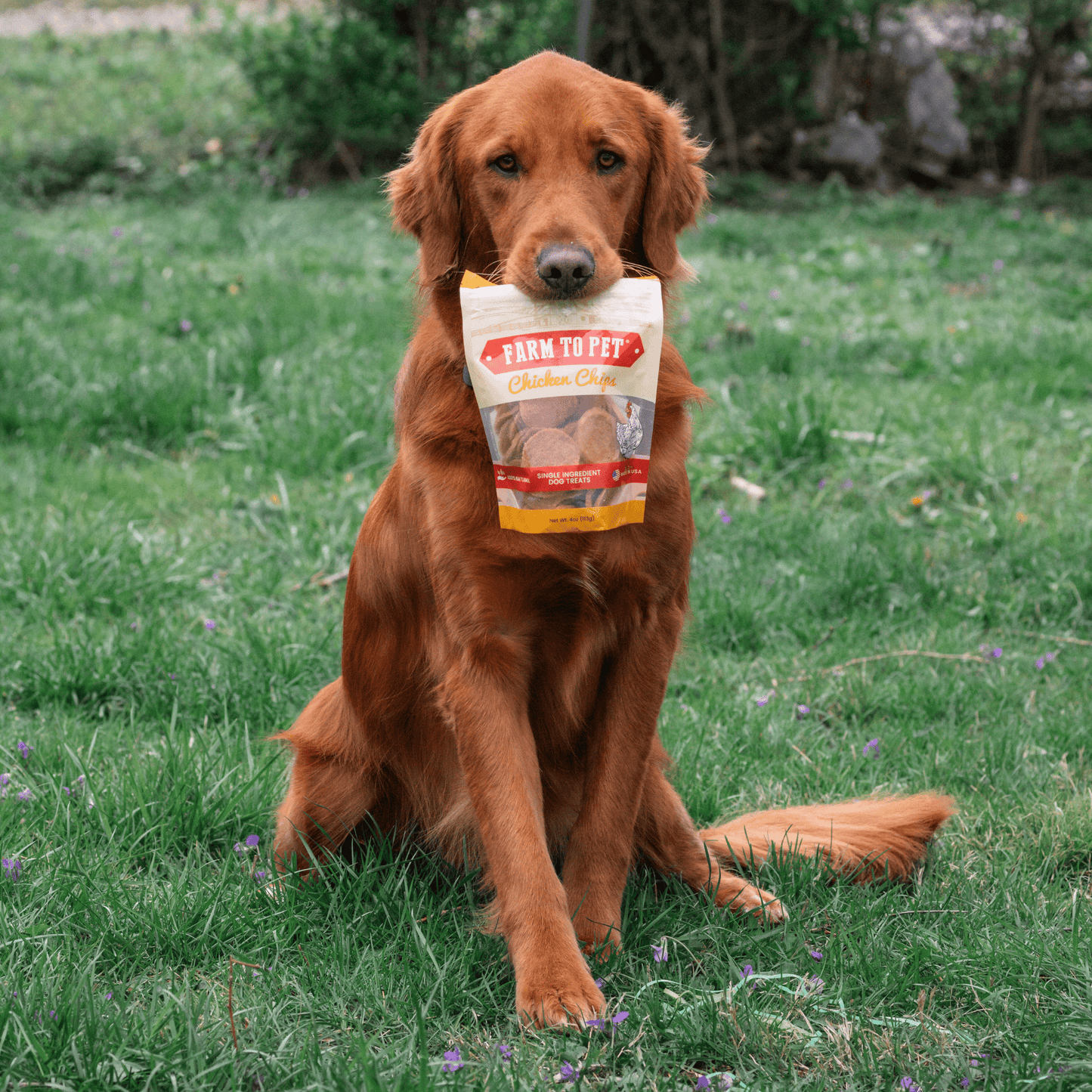 Chicken Chips for Dogs | All-Natural Single-Ingredient Dog Treats Farm To Pet