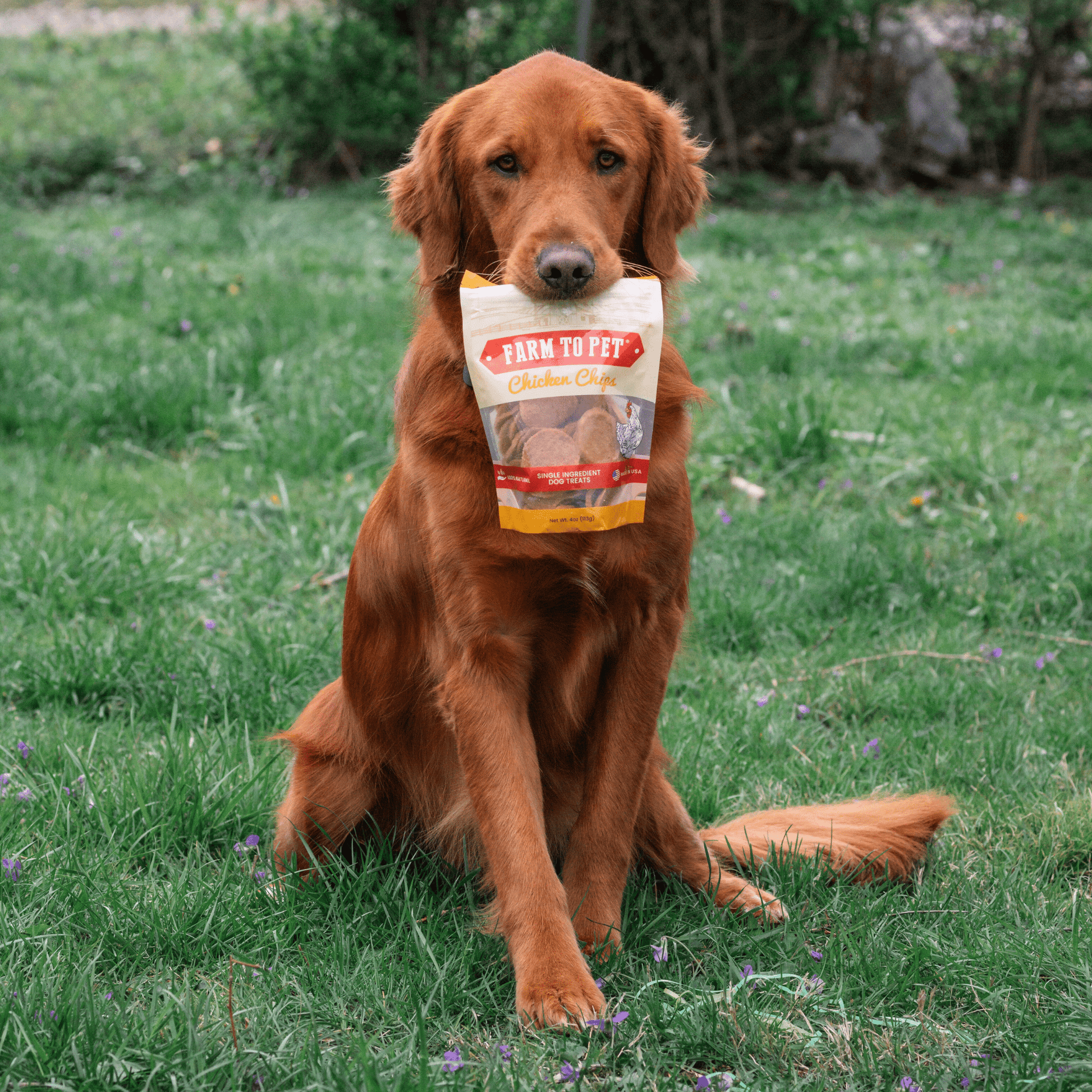 Chicken Chips for Dogs | All-Natural Single-Ingredient Dog Treats Farm To Pet