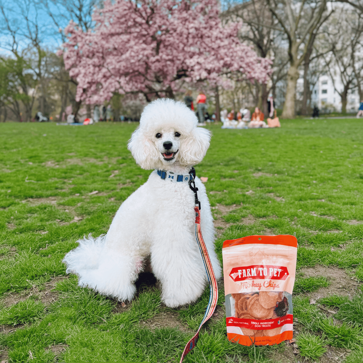 Turkey Chips for Dogs | All-Natural Single-Ingredient Healthy Dog Treats Farm To Pet