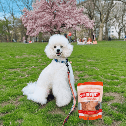 Turkey Chips for Dogs | All-Natural Single-Ingredient Healthy Dog Treats Farm To Pet
