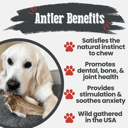 Elk Antler Dog Chews | All-Natural Whole and Split Elk Antler Chews for Dogs Farm To Pet