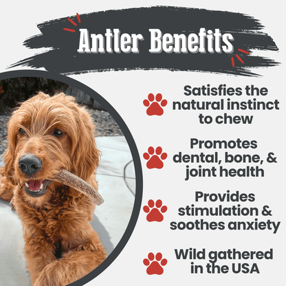Elk Antler Dog Chews | All-Natural Whole and Split Elk Antler Chews for Dogs Farm To Pet