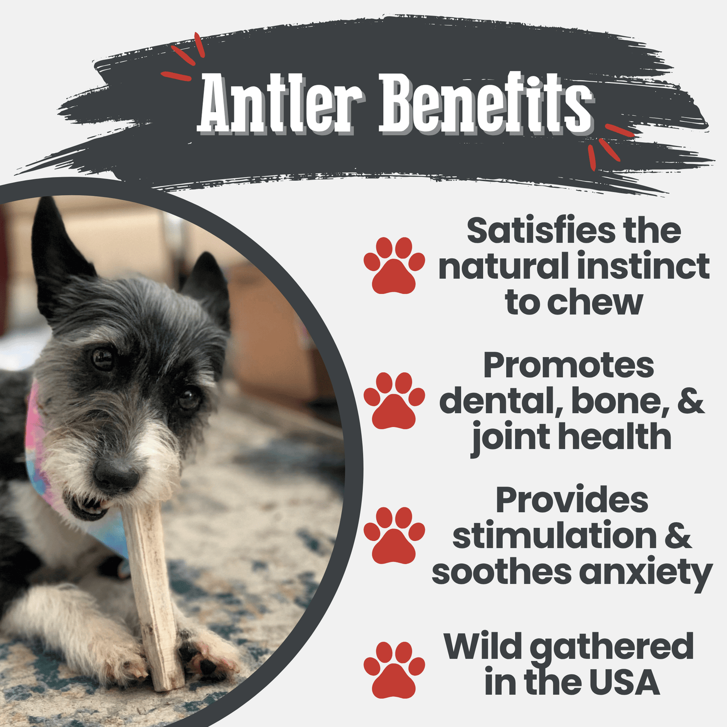 Elk Antler Dog Chews | All-Natural Whole and Split Elk Antler Chews for Dogs Farm To Pet