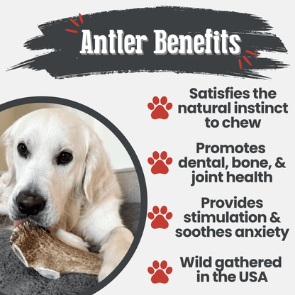 Elk Antler Dog Chews | All-Natural Whole and Split Elk Antler Chews for Dogs Farm To Pet