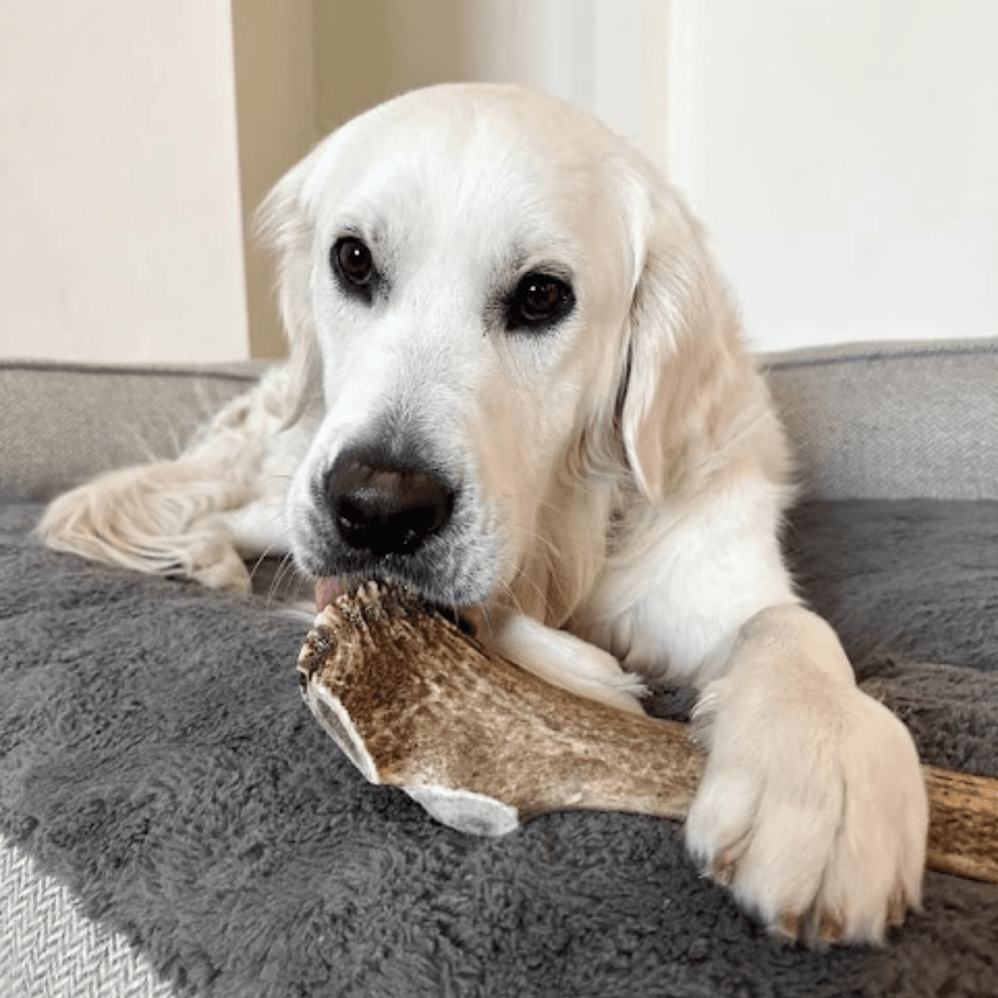 Elk Antler Dog Chews | All-Natural Whole and Split Elk Antler Chews for Dogs Farm To Pet