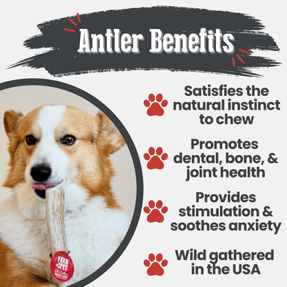Elk Antler Dog Chews | All-Natural Whole and Split Elk Antler Chews for Dogs Farm To Pet