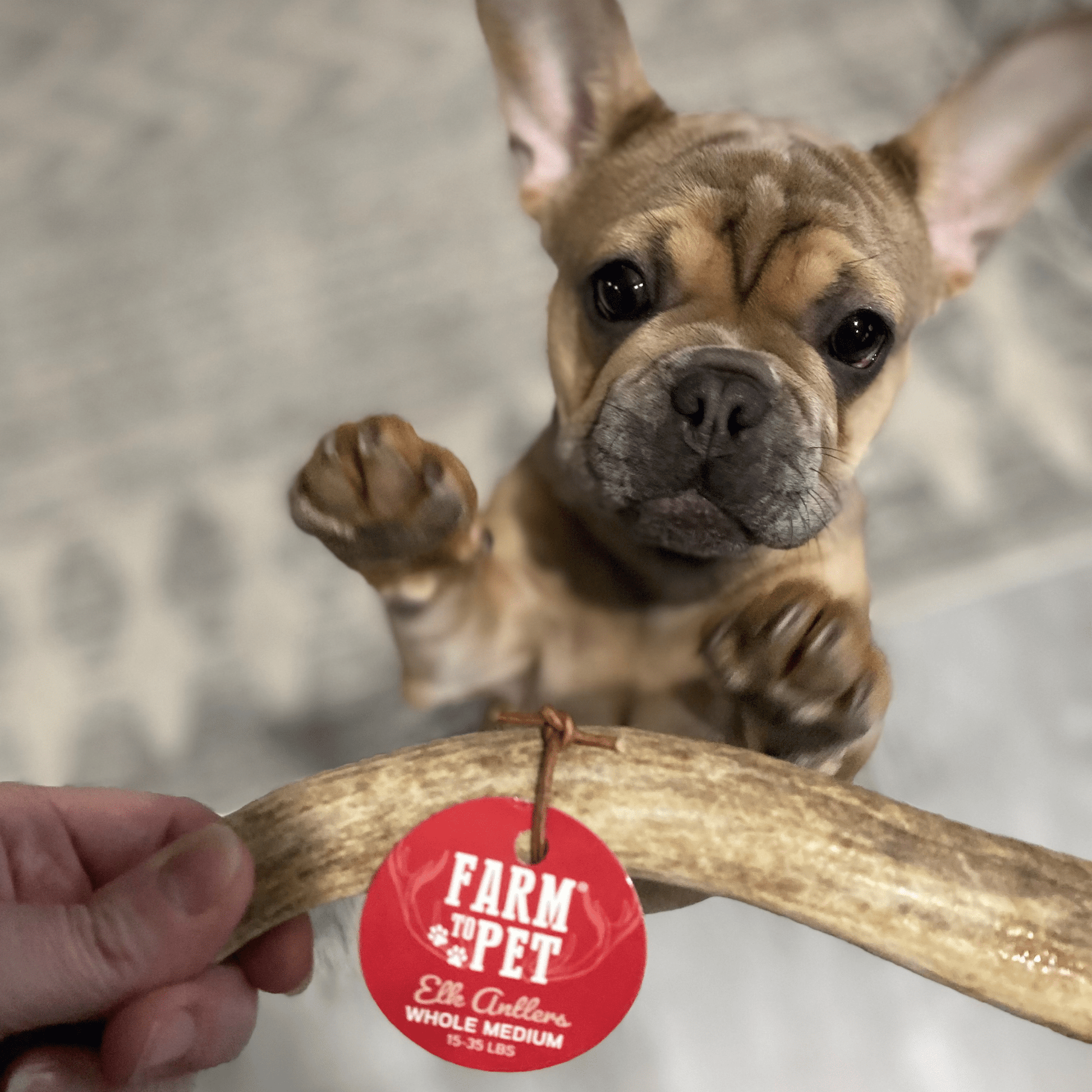 Elk Antler Dog Chews | All-Natural Whole and Split Elk Antler Chews for Dogs Farm To Pet