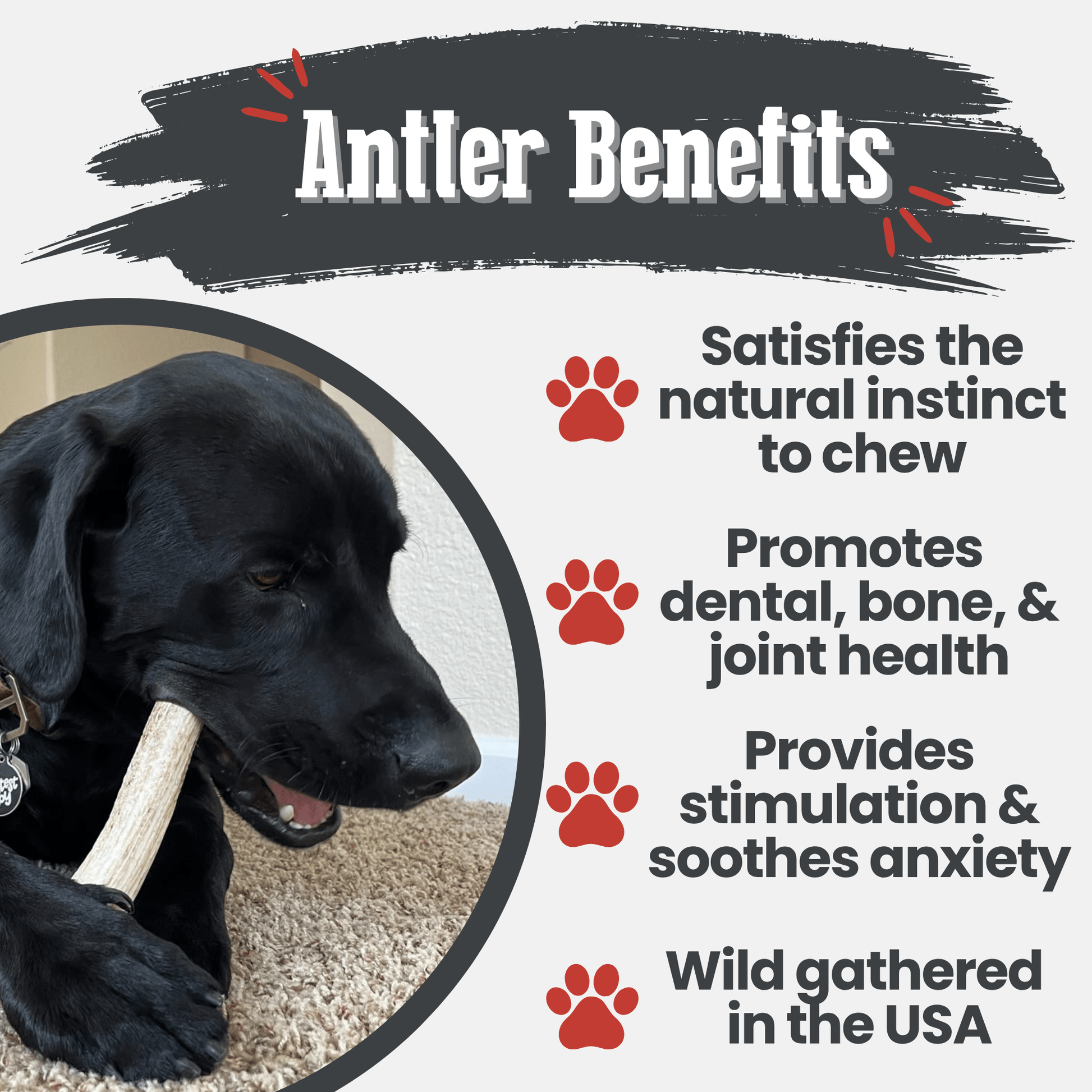 Elk Antler Dog Chews | All-Natural Whole and Split Elk Antler Chews for Dogs Farm To Pet