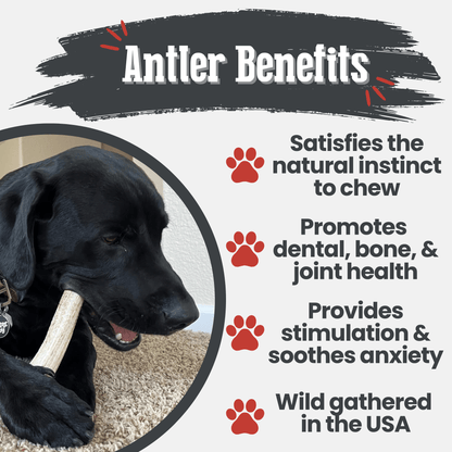 Elk Antler Dog Chews | All-Natural Whole and Split Elk Antler Chews for Dogs Farm To Pet