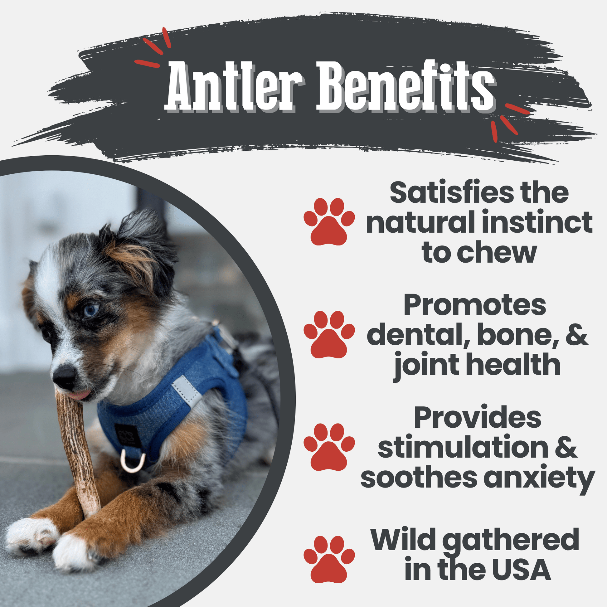 Elk Antler Dog Chews | All-Natural Whole and Split Elk Antler Chews for Dogs Farm To Pet