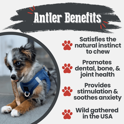 Elk Antler Dog Chews | All-Natural Whole and Split Elk Antler Chews for Dogs Farm To Pet