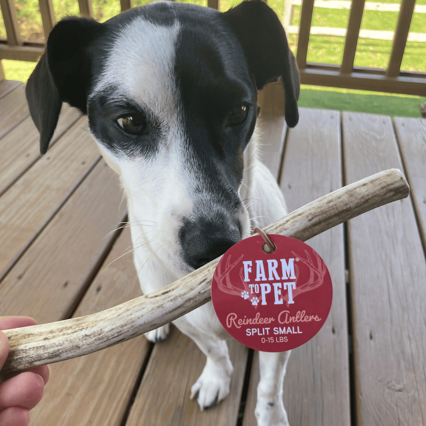 Reindeer Antler Dog Chews | Organic Chews for Dogs Farm To Pet