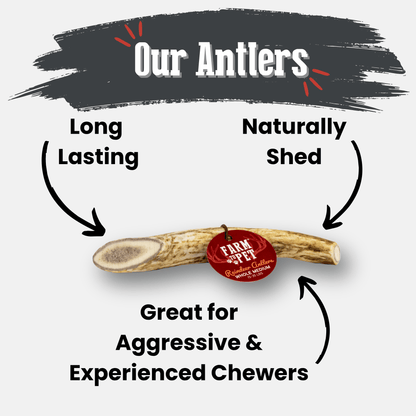 Reindeer Antler Dog Chews | Organic Chews for Dogs Farm To Pet