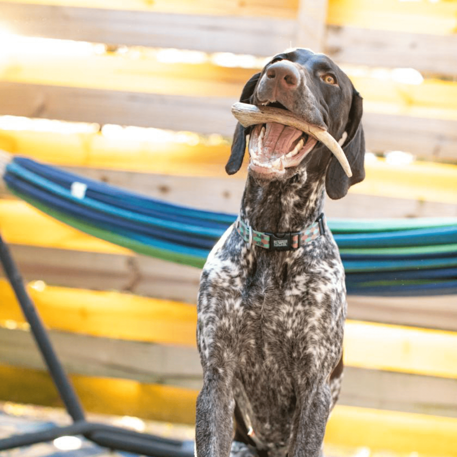 Reindeer Antler Dog Chews | Organic Chews for Dogs Farm To Pet