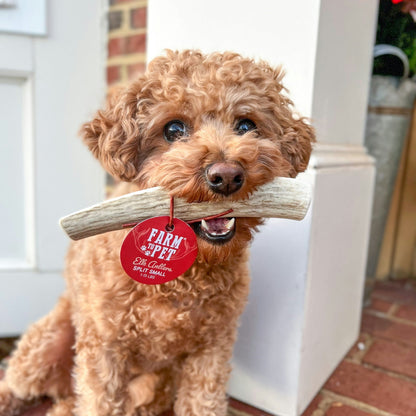 Elk Antler Dog Chews | All-Natural Whole and Split Elk Antler Chews for Dogs Farm To Pet