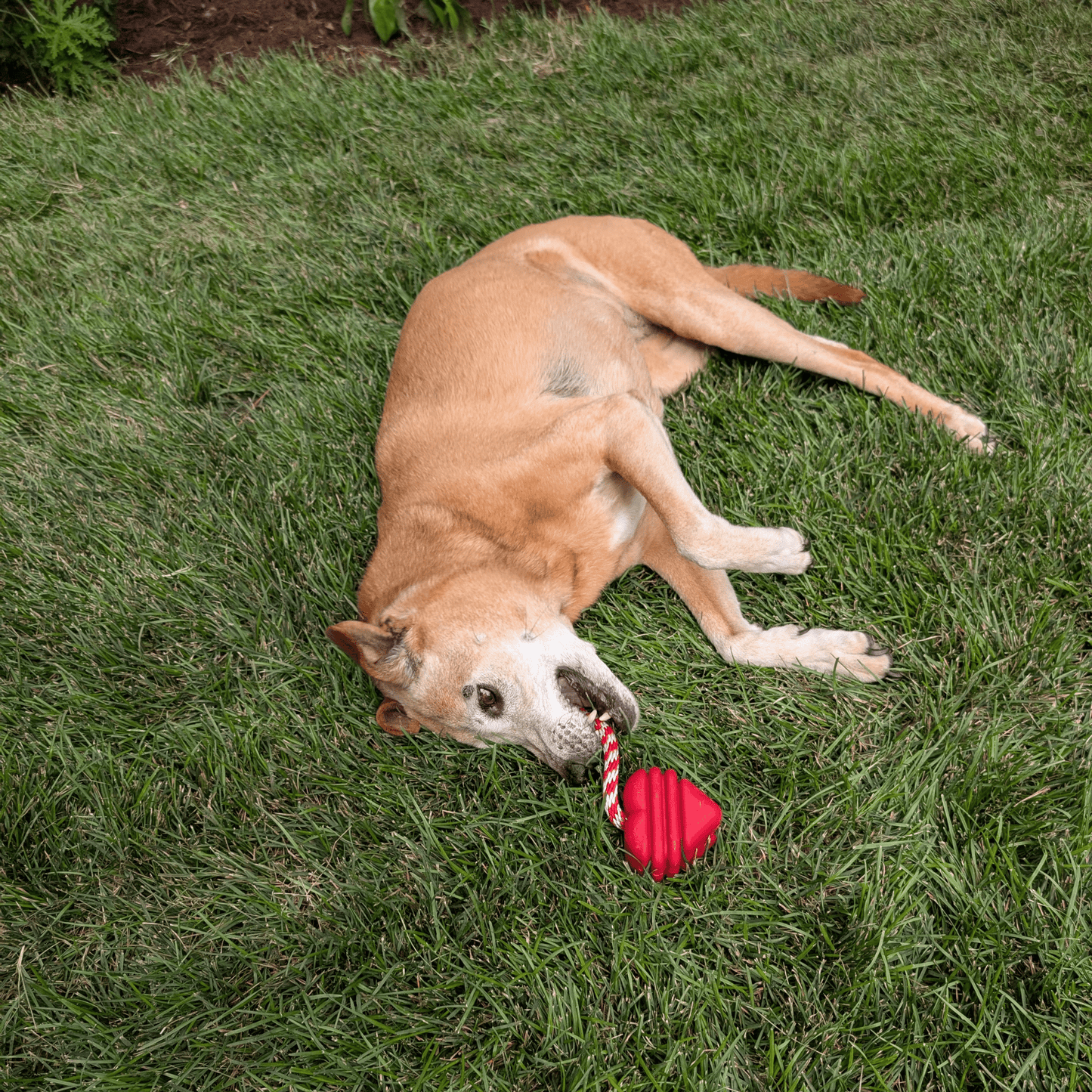 Chew Toys Farm To Pet