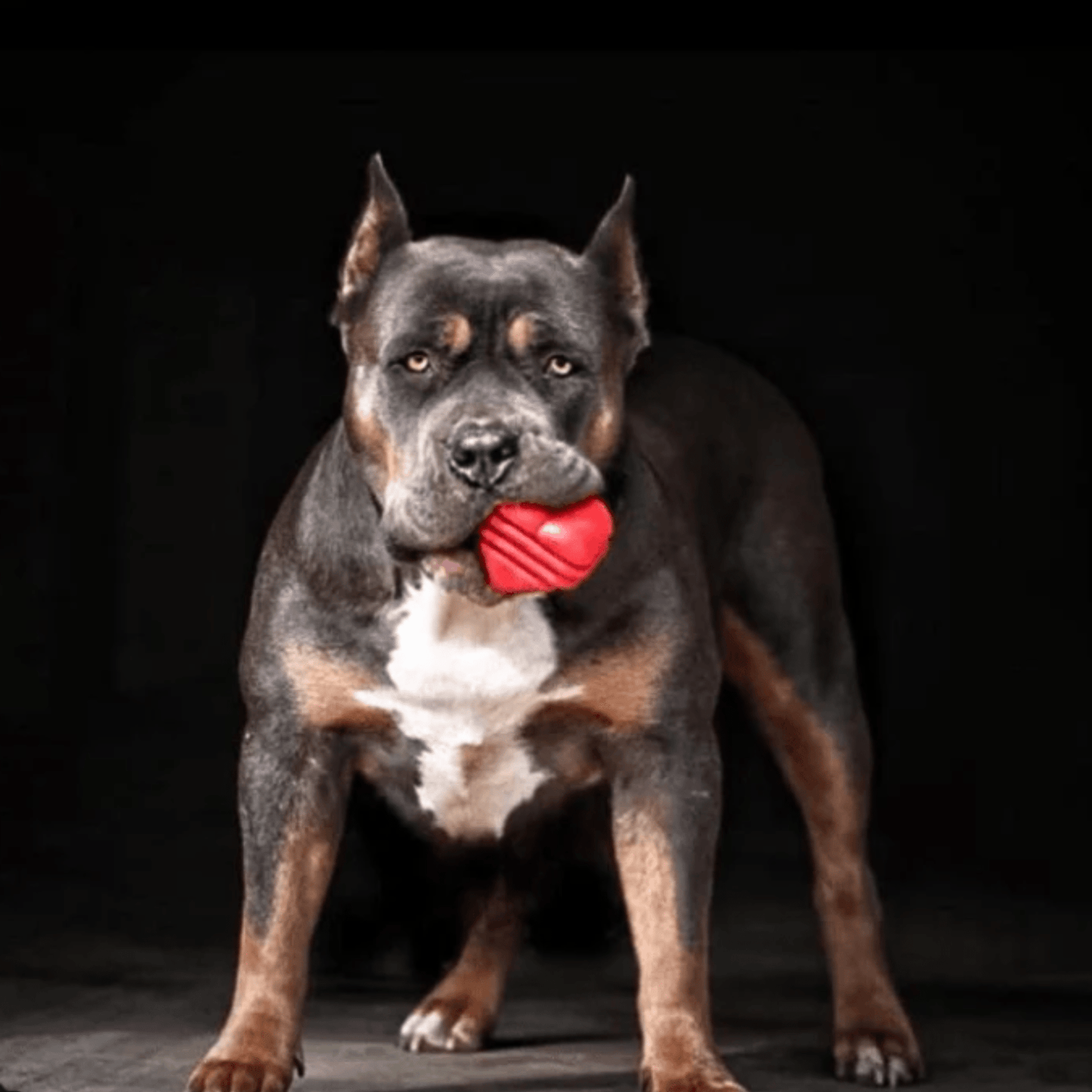 Chew Toys Farm To Pet