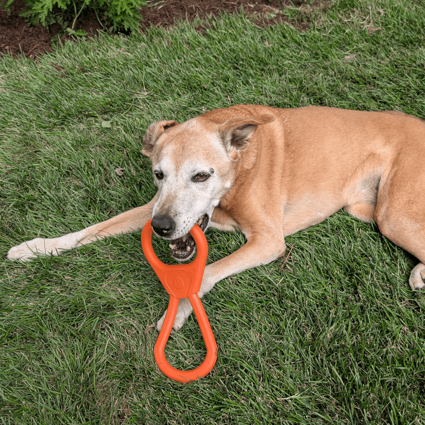 Chew Toys Farm To Pet