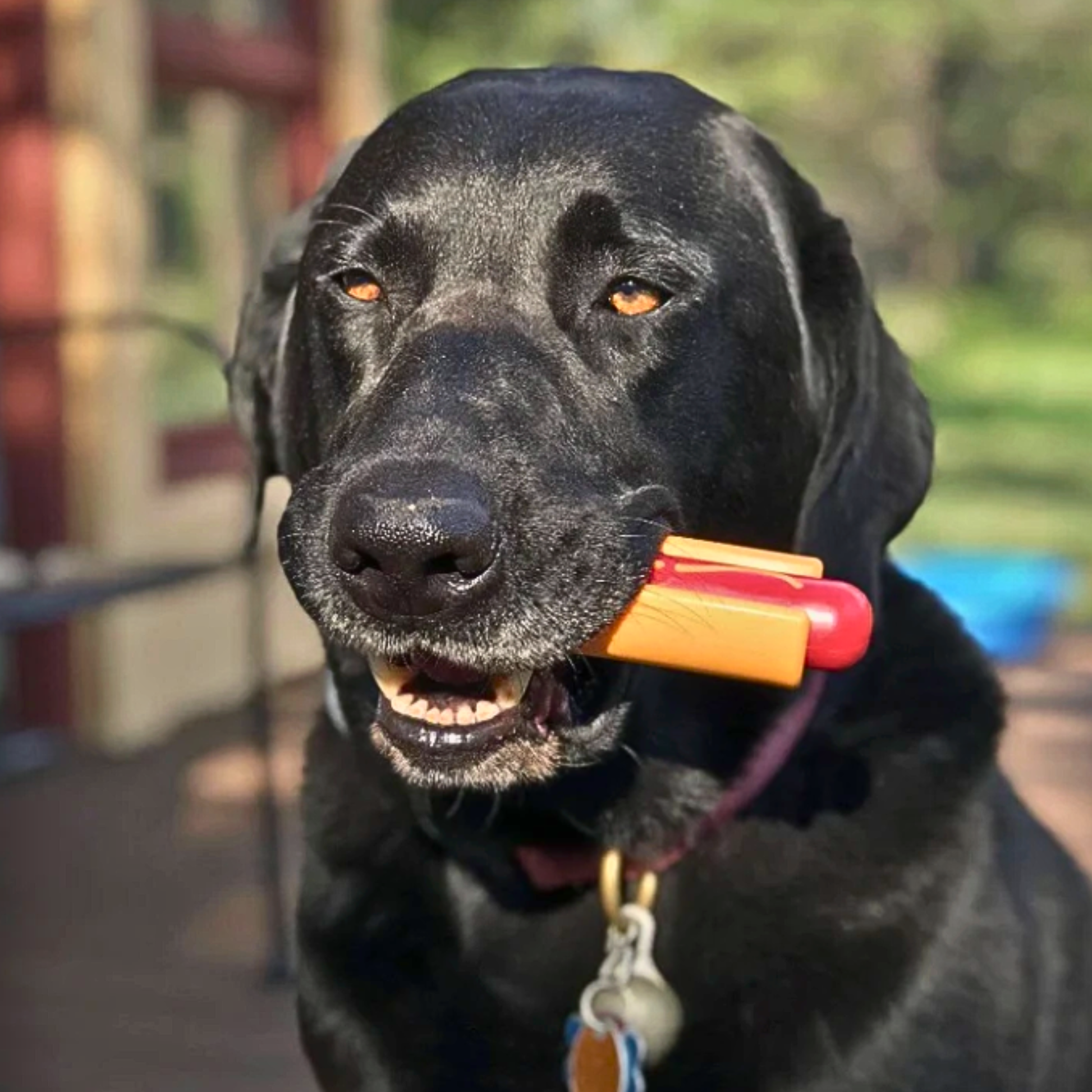 Chew Toys Farm To Pet