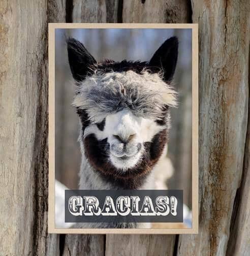Alpaca Greeting Card - Gracias Purely Alpaca