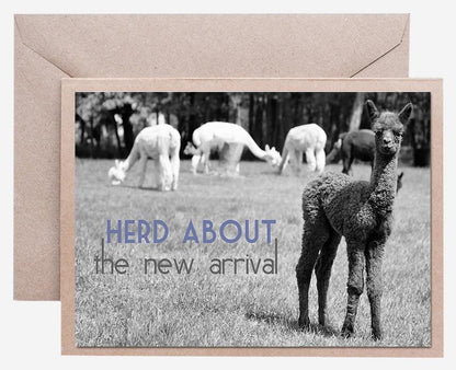 Alpaca Greeting Card - Herd About the New Arrival Purely Alpaca