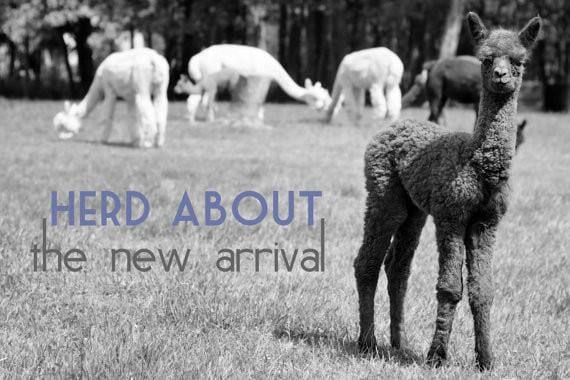 Alpaca Greeting Card - Herd About the New Arrival Purely Alpaca