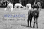 Alpaca Greeting Card - Herd About the New Arrival Purely Alpaca