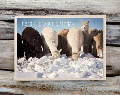 Alpaca Greeting Card - Herd It's Your Birthday Purely Alpaca