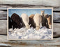 Alpaca Greeting Card - Herd It's Your Birthday Purely Alpaca