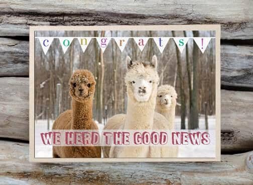Alpaca Greeting Card - We Herd the Good News Purely Alpaca