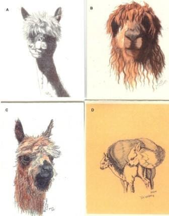Alpaca Greeting Cards by Dee Purely Alpaca