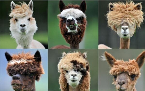 Alpaca Hair Poster Purely Alpaca