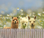 Alpaca Drink Tumbler Purely Alpaca