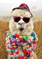 Avanti Alpaca Greeting Card - Fedora Dude Birthday Purely Alpaca