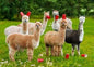 Avanti Alpaca Greeting Card - Six-Paca Purely Alpaca