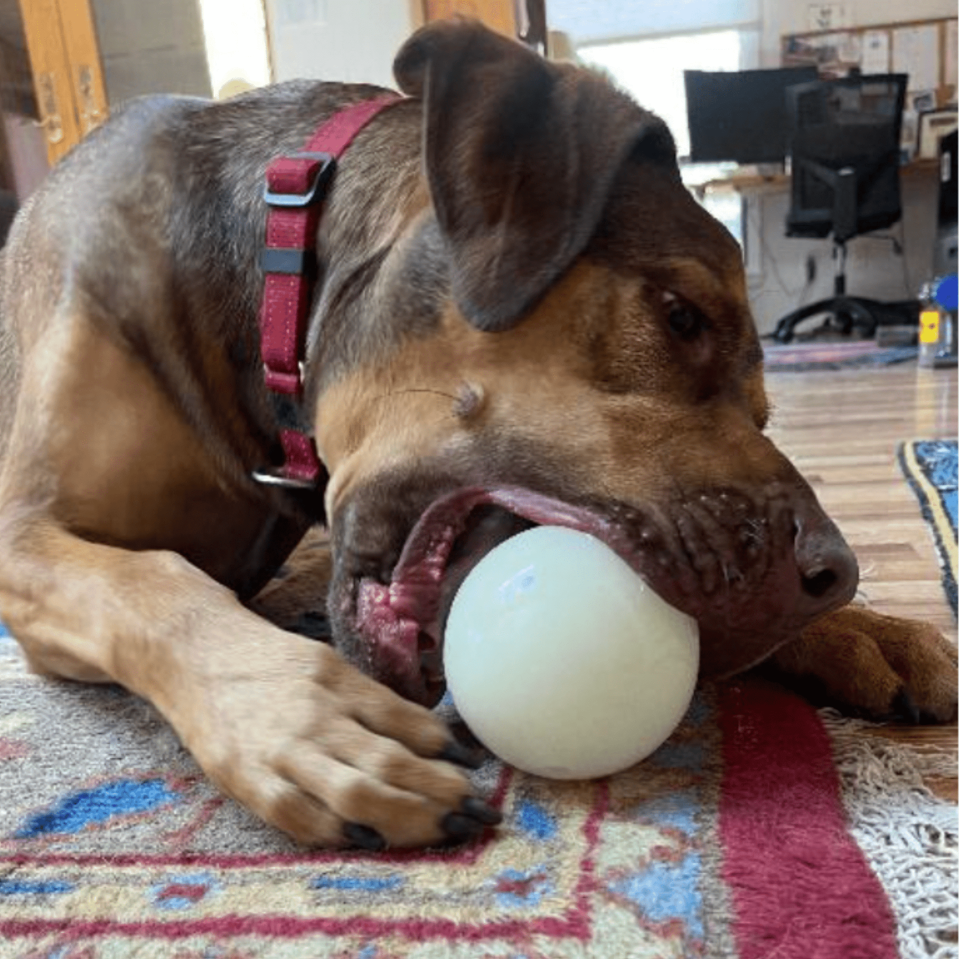 Dog Treat Dispensers Farm To Pet