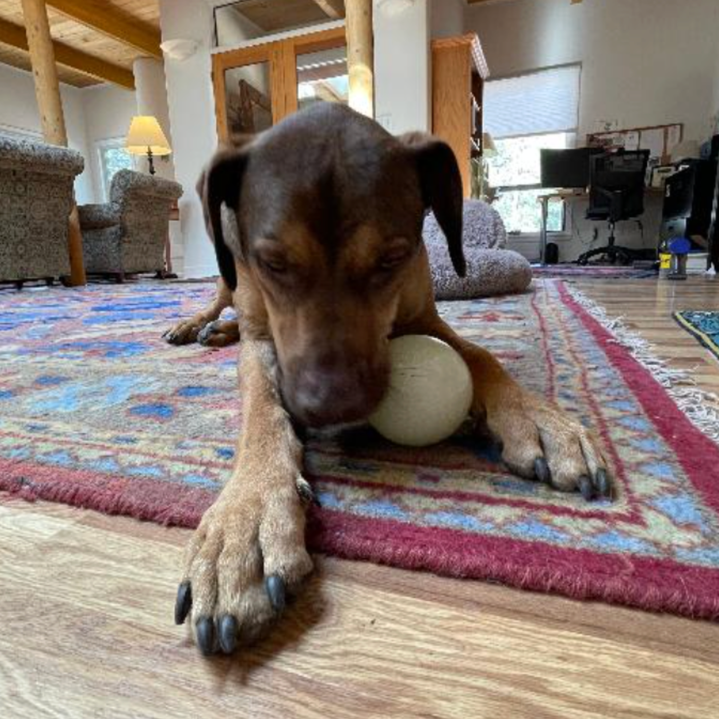 Dog Treat Dispensers Farm To Pet