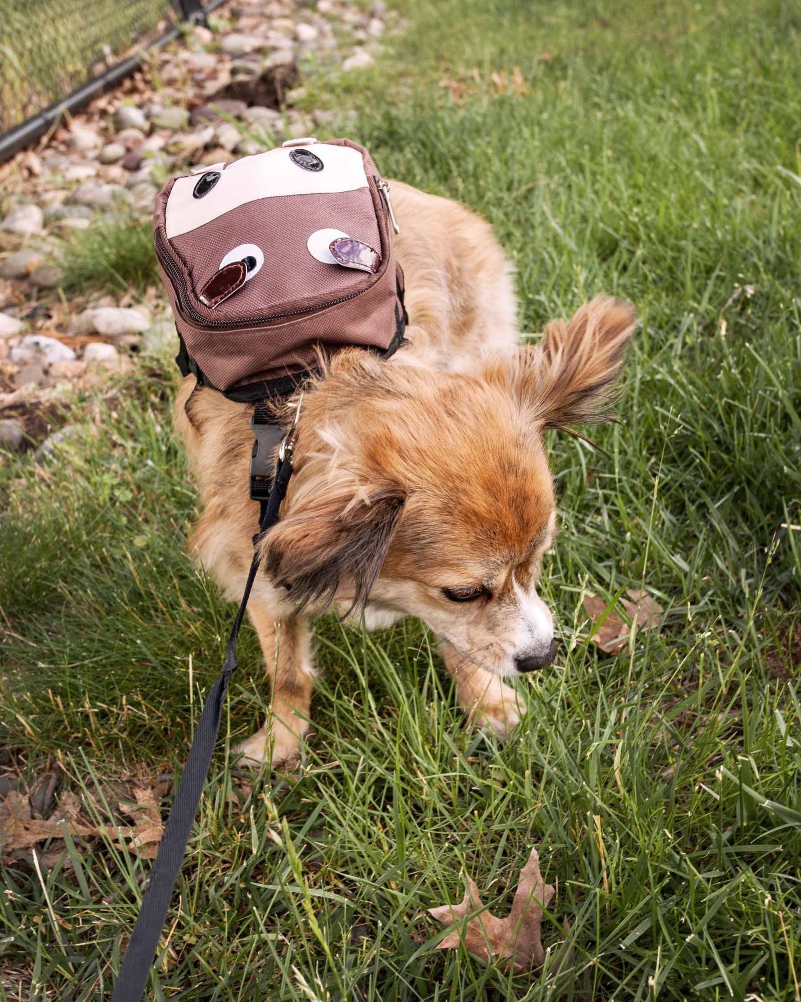 Pet Life 'Mooltese' Large-Pocketed Compartmental Animated Dog Harness Backpack New Era Fashion LLc