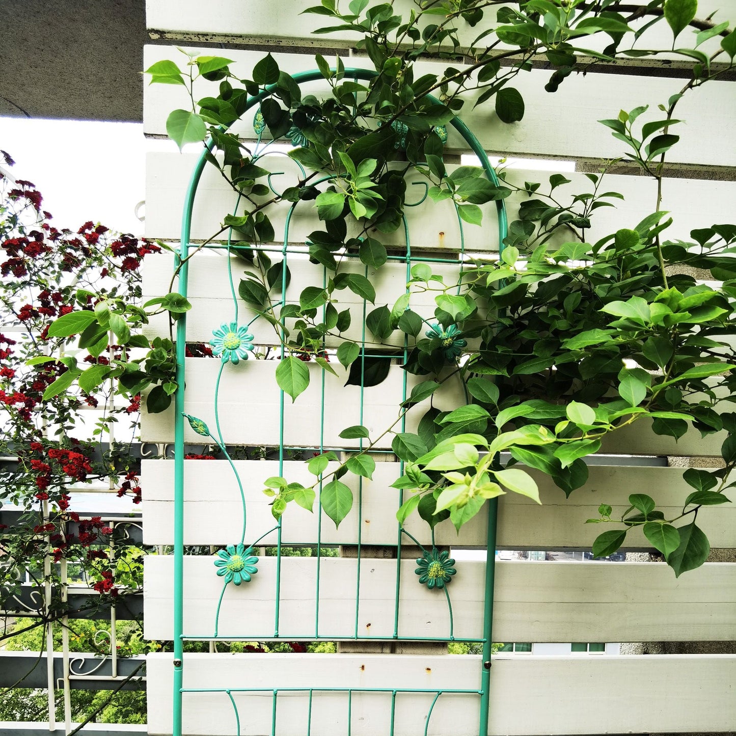 2 Pack 71" x 19.7" Metal Garden Trellis Rustproof Trellis for Climbing Plants Outdoor Flower Support Wrought Iron Ivy Vine Cucumbers Decorative(Green) New Era Fashion LLc